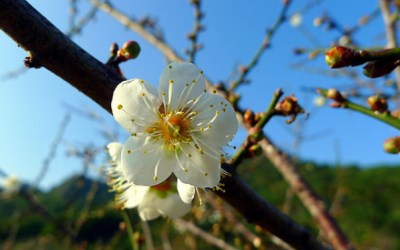 照片：「annielin」BLOG