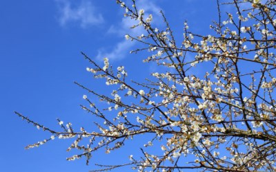 照片：「轉角」BLOG