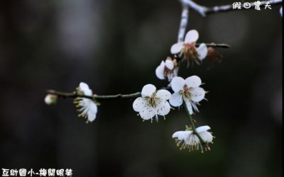 照片：「假日農夫」BLOG