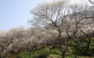 照片：「bluehawaii」BLOG