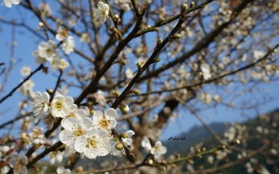 照片：「王拉拉」BLOG