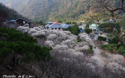 照片：「喵喵」BLOG