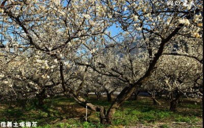 照片：「假日農夫」BLOG