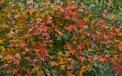 照片：「小風」BLOG