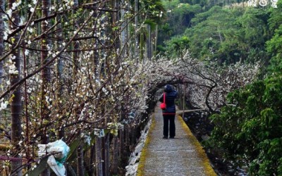 照片：「假日農夫」BLOG