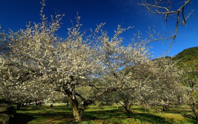 照片：「富嵃」BLOG