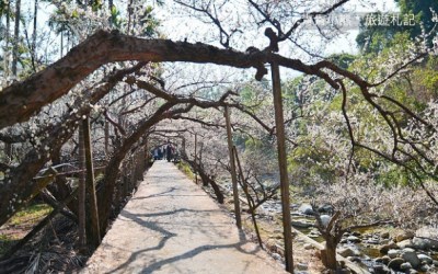 照片：「青青」BLOG