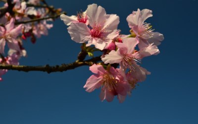 照片：「假日農夫」BLOG
