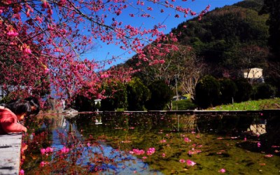 照片：「喵喵」BLOG