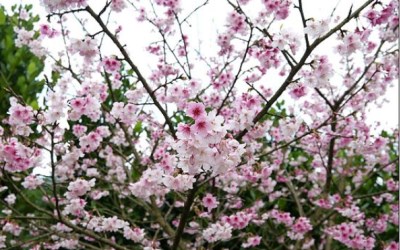 照片：「加小菲」BLOG