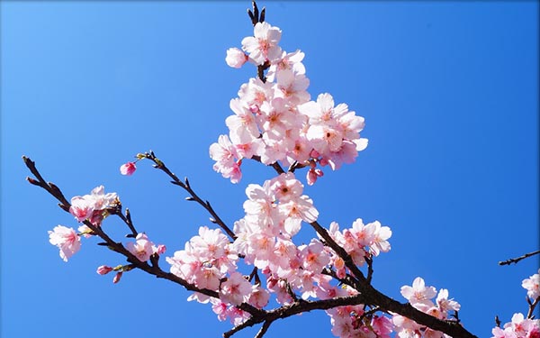 照片：「蘇菲」BLOG