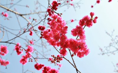 照片：「規小孫」BLOG