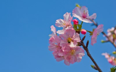 照片：「小風」BLOG