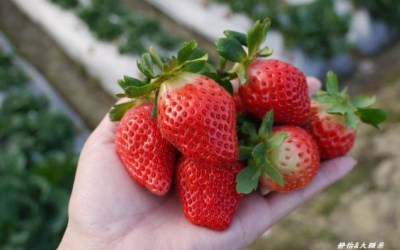 照片：「小靜怡」BLOG