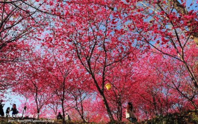 照片：「喵喵」BLOG