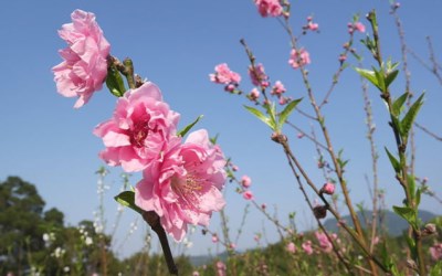 照片：「莎莉哈小姐」BLOG