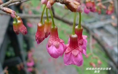 照片：「阿珠珠」BLOG