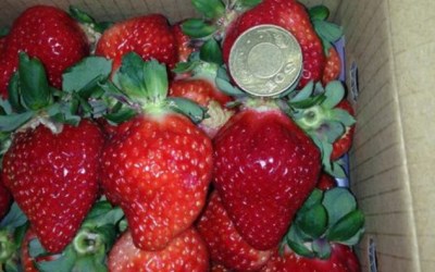 照片：「Chloe」BLOG