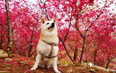 照片：「Leo」BLOG
