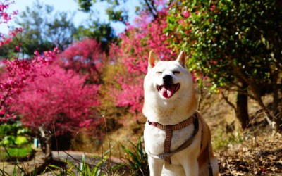 照片：「Leo」BLOG