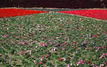 照片：「熊本一家」BLOG