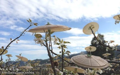 照片：「莎莉哈小姐」BLOG