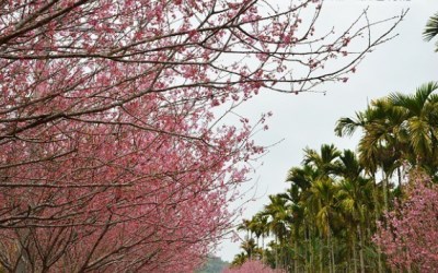 照片：「青青」BLOG