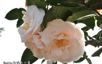 照片：「玟玟」BLOG