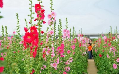 照片：「球球」BLOG