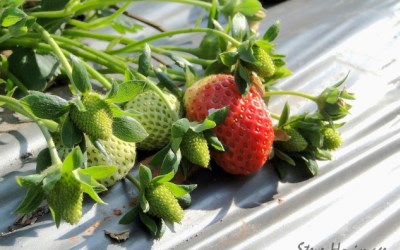 照片：「皮皮君」BLOG
