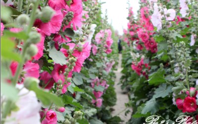 照片：「豬小詠」BLOG