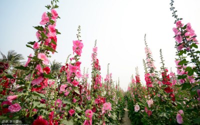 照片：「許傑」BLOG