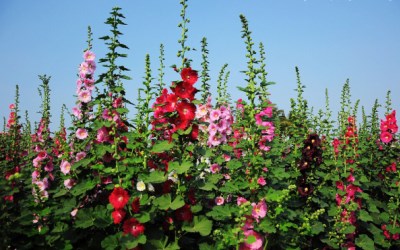 照片：「喵喵」BLOG