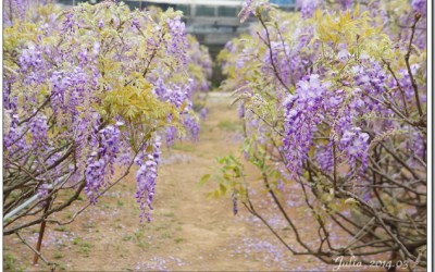 照片：「julia」BLOG
