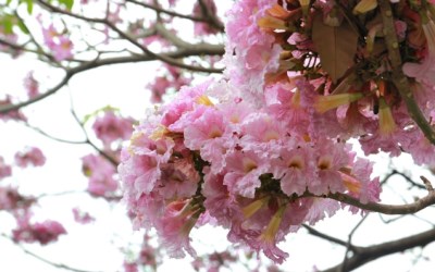 照片：「規小孫」BLOG