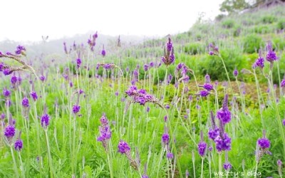 照片：「小環」BLOG