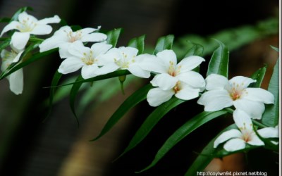 照片：「蘇菲」BLOG