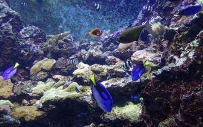 照片：「美食魚樂誌‧小魚」BLOG