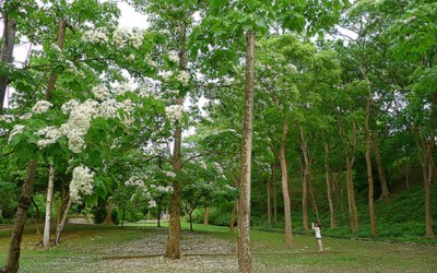 照片：「annielin」BLOG