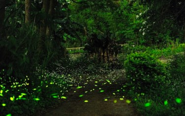 照片：「sya」BLOG
