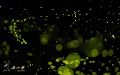照片：「熊本一家」BLOG