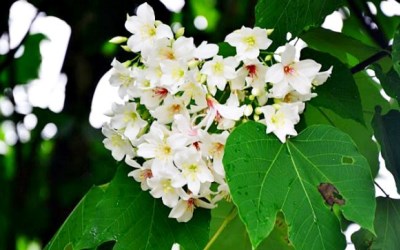 照片：「鄧涵榛」BLOG