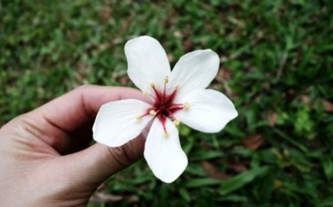 照片：「艾薇」BLOG