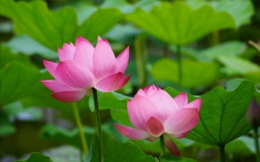照片：「蘇菲」BLOG