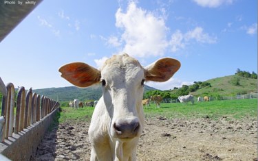 照片：「小環」BLOG