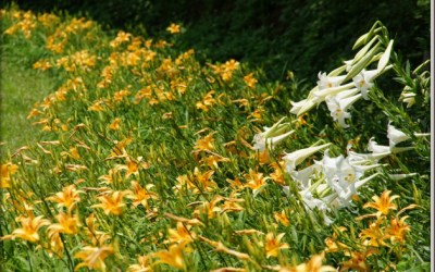 照片：「蘇菲」BLOG