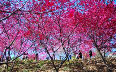照片：「TAO」BLOG