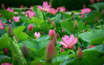 照片：「富嵃」BLOG