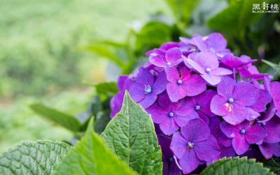 照片：「黑哥桃」BLOG