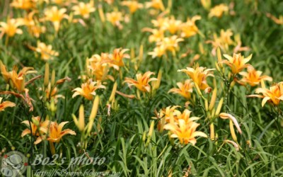 照片：「豬小詠」BLOG